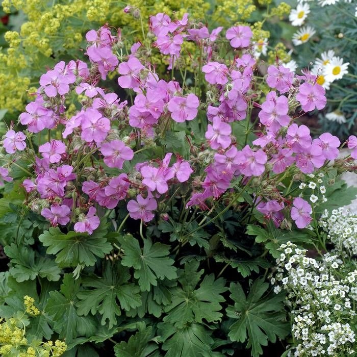Пеларгония садовая фото