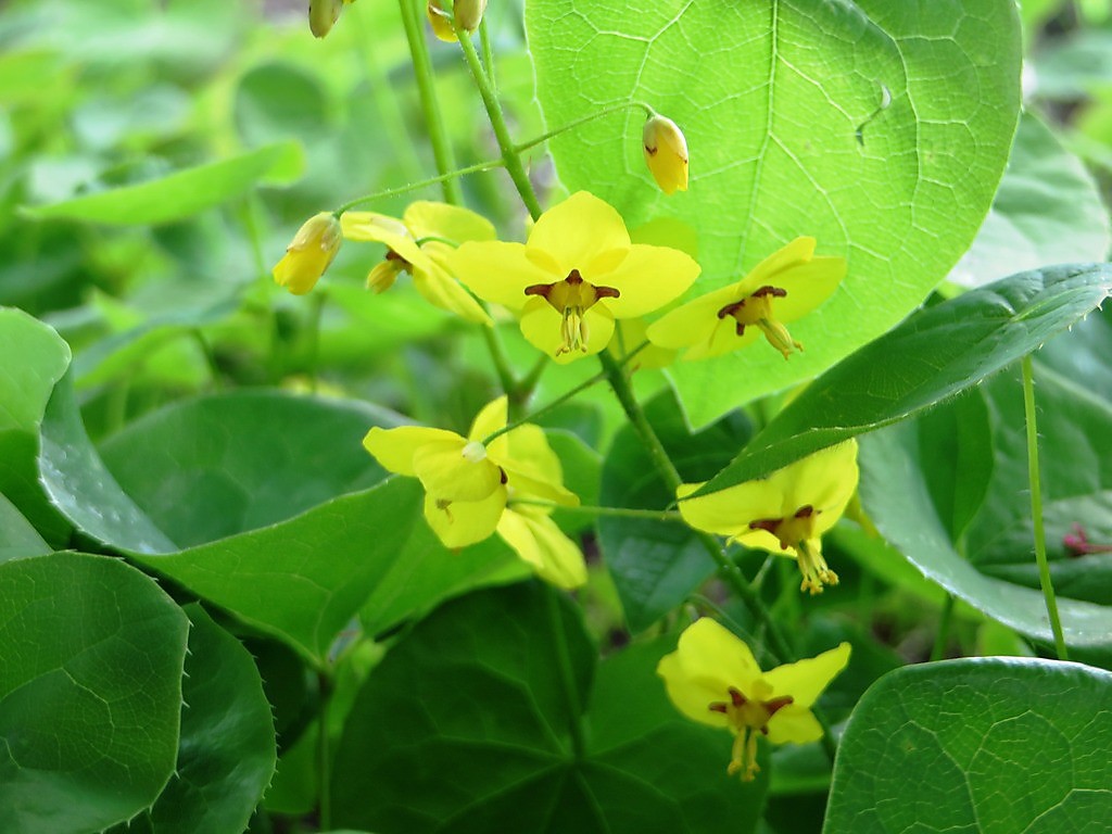 Фото горянка колхидская