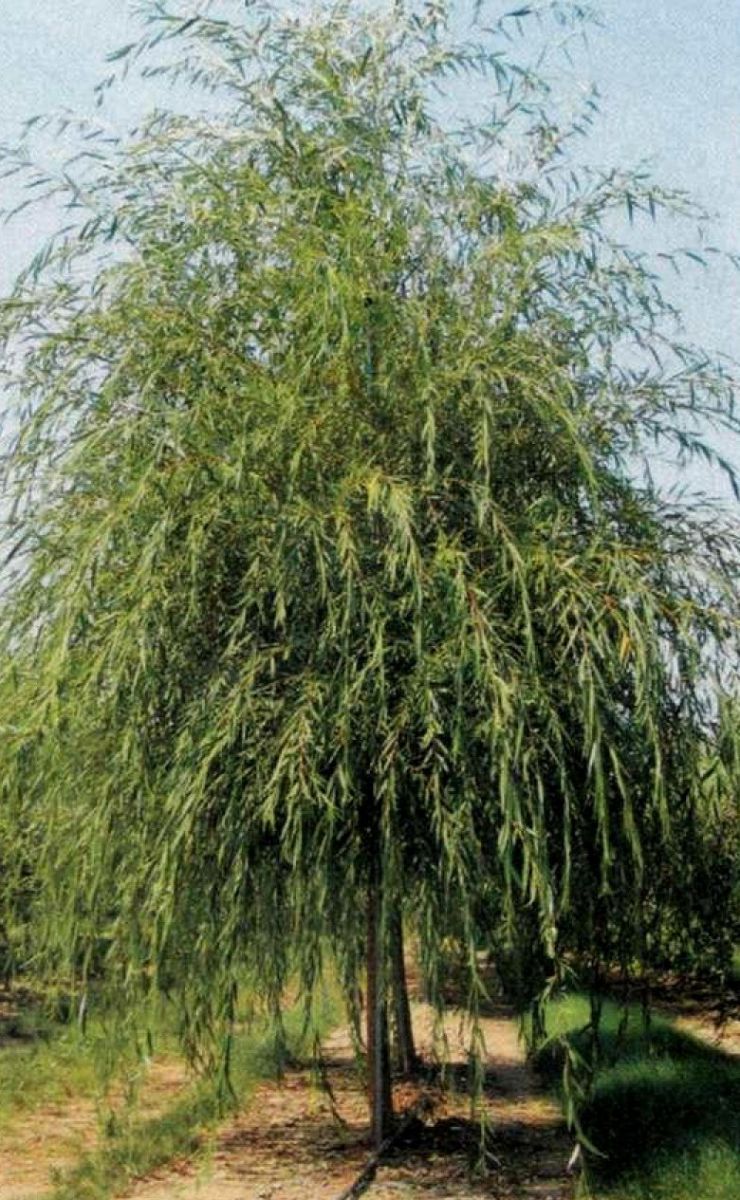 Плакучая ива 64 фото декоративное карликовое дерево и размножение Растет ли быстро Описание и примеры использования на дачном участке