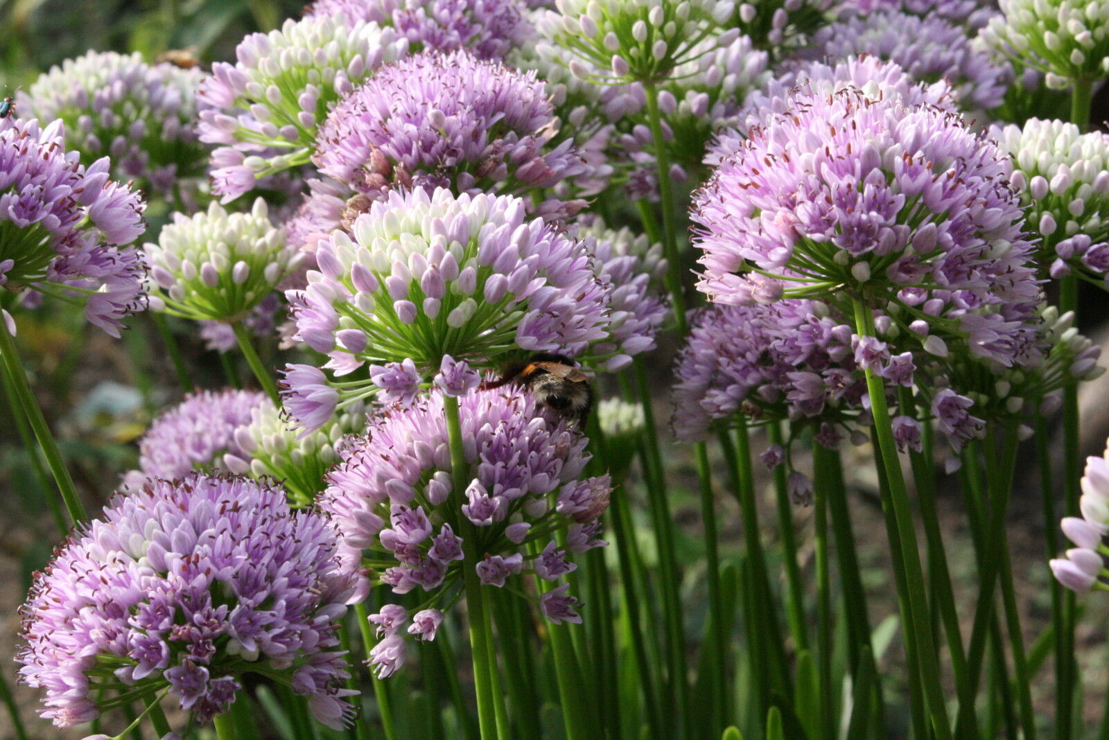 Алиум препараты отзывы. Allium senescens. Лук стареющий (Allium senescens). Алиум флокон. Лук стареющий саммер Бьюти.