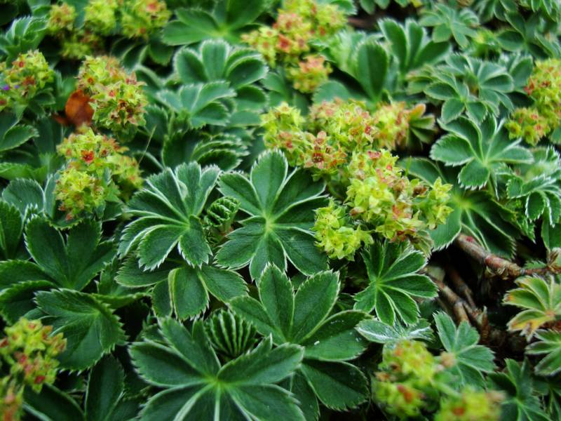 Манжетка Alchemilla erythropoda