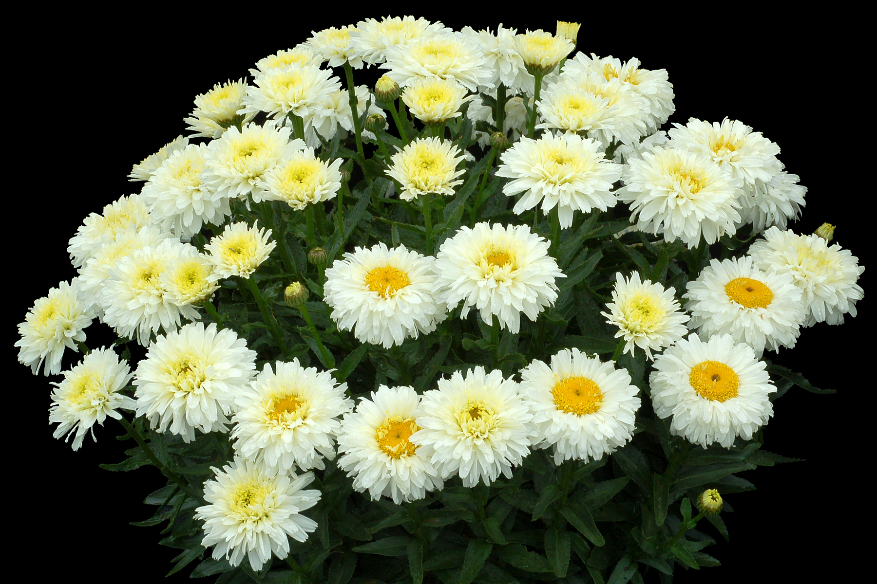 Нивяник крупноцветковый белый фото и описание