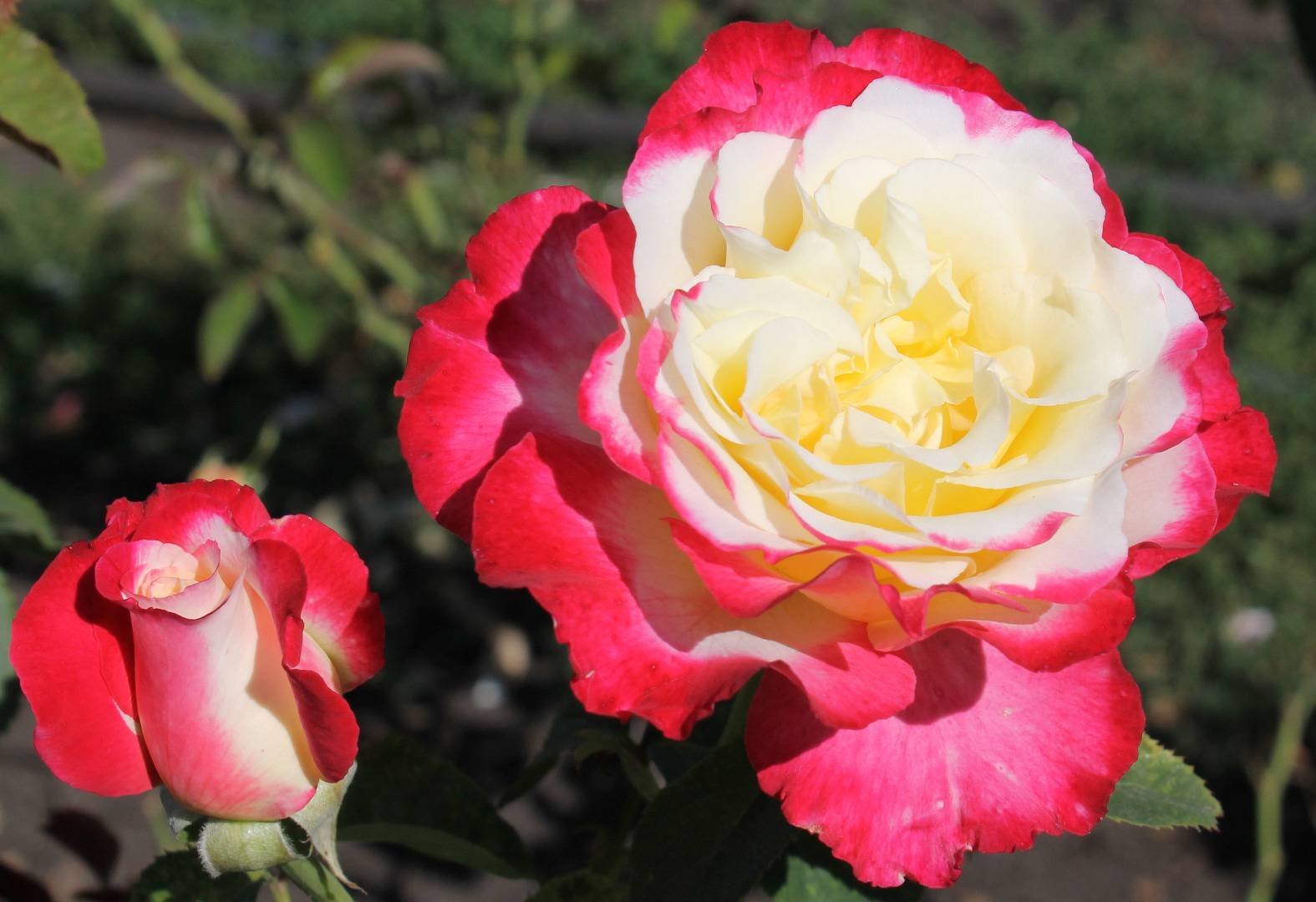 Роза double delight фото и описание