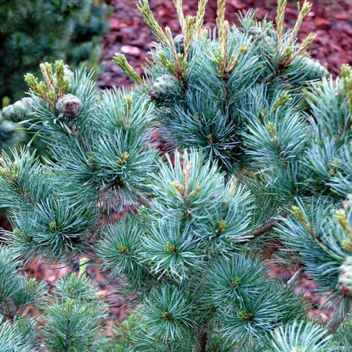 Pinus parviflora