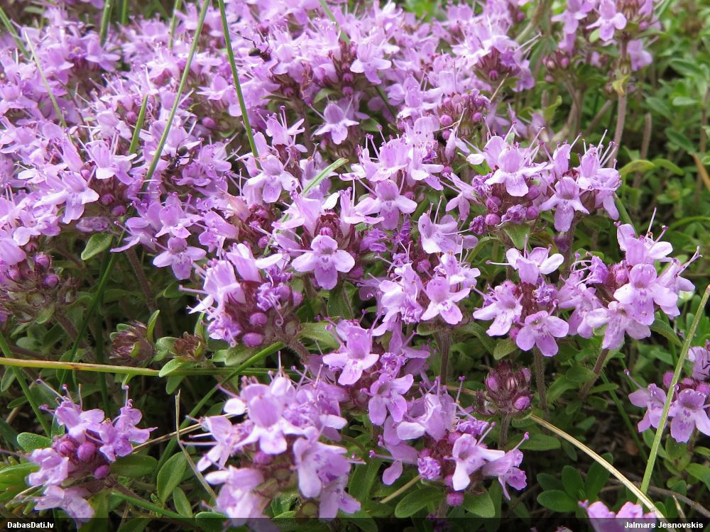 Тимьян обыкновенный Thymus vulgaris