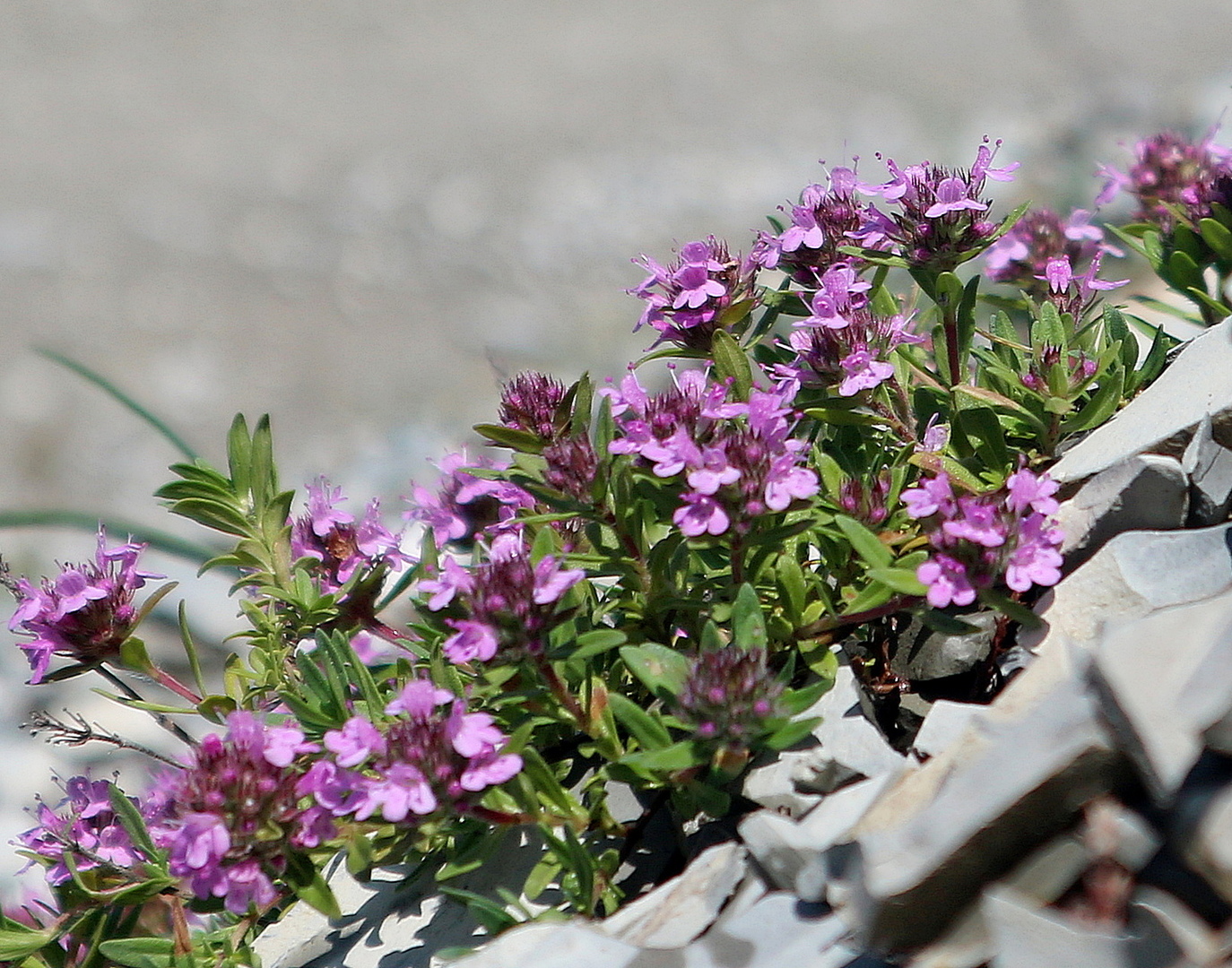 Thymus serpyllum l тимьян ползучий