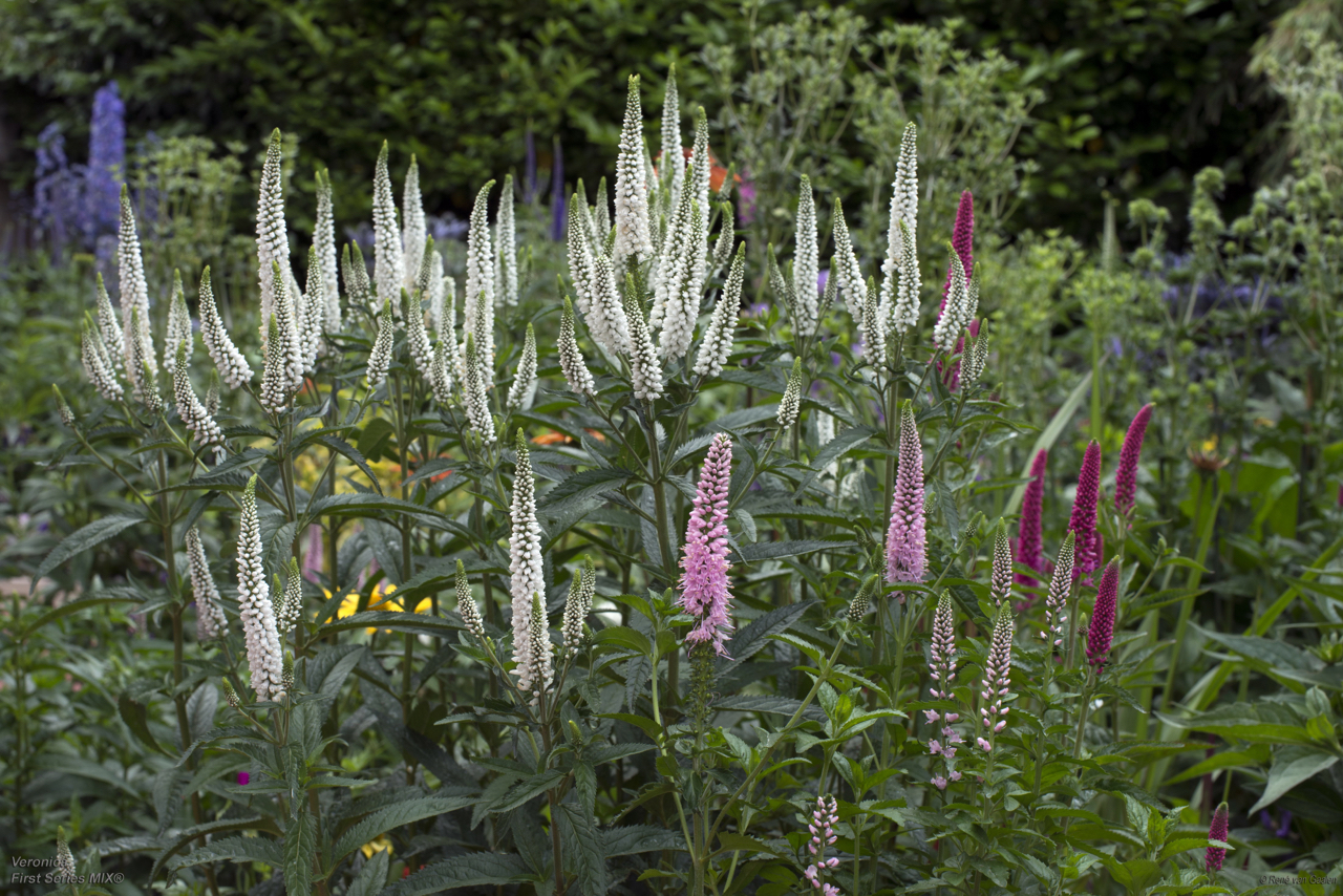 Veronica longifolia Speedwell растение