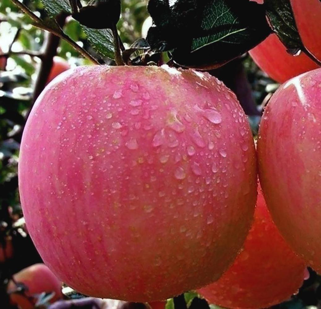 Яблоня красный налив описание сорта фото