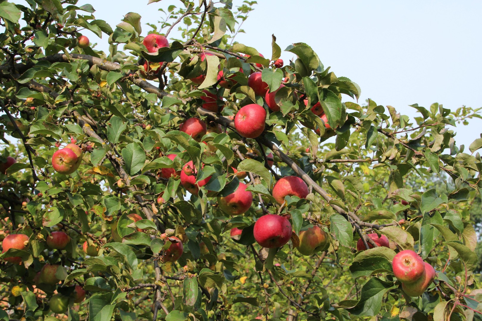 мичуринские яблоки фото